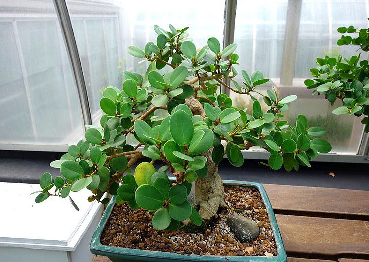 Ficus PUNCTATA или Фикус Точечный (растение)