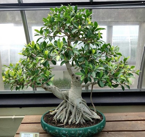 Ficus RUBIGINOSA или Фикус Рубигиноза (растение)