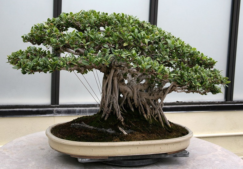 Ficus MICROCARPA или Фикус Микрокарпа (растение)