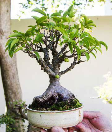 Ficus TREMULA или Фикус Тремула (растение)