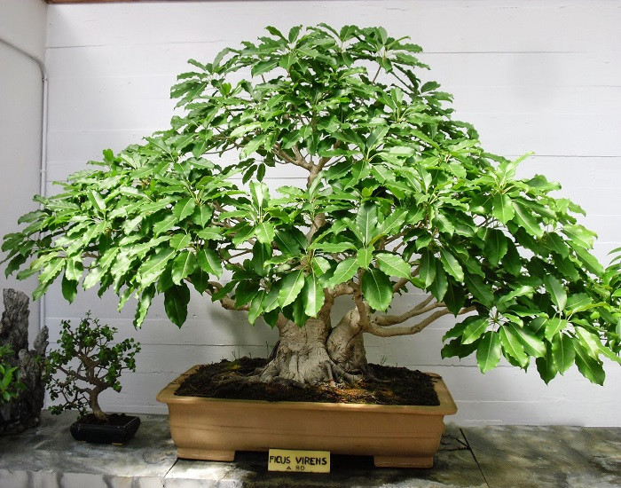 Ficus VIRENS или Фикус Зеленеющий (растение)