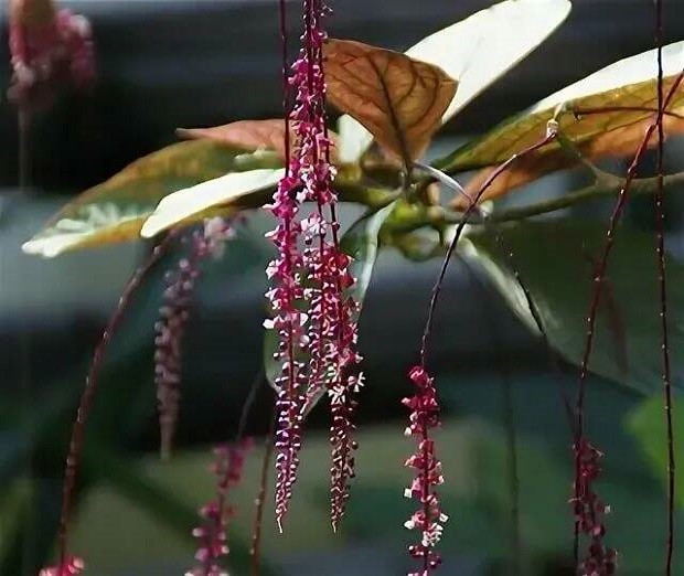 Трихостигма Перуанская (растение)
