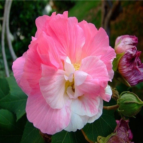 Hibiscus Mutabilis или Гибискус Изменчивый