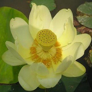 Nelumbo NUCIFERA YELLOW или Лотос Орехоносный Желтый (семена)