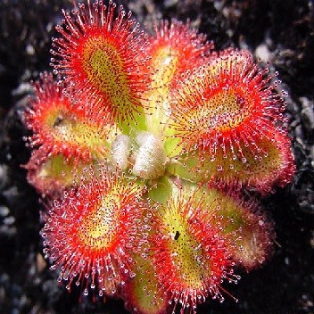 Drosera ROTUNDIFOLIA или Росянка Круглолистная (семена)