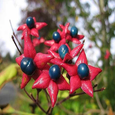 Clerodendrum TRICHOTOMUM или Клеродендрон трёхслойный (семена)