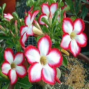 Adenium Obesum Desert Rose SUPER NOBLE CONCUBINE (семена)