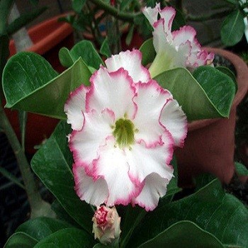 Adenium Obesum Double Flower Creamy Sweet KO-08 (семена)