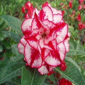 Adenium Obesum Triple Flower GARNET BRACELET KO-24 (семена)