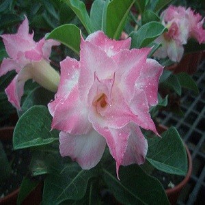 Adenium Obesum Triple Flower TENDER FEELING KO-25 (семена)