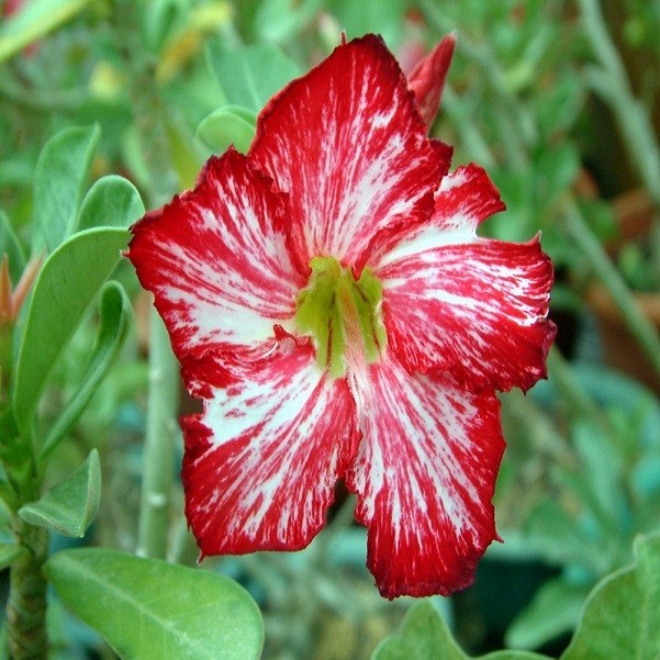 Adenium Obesum Desert Rose Flower's Flower (семена)
