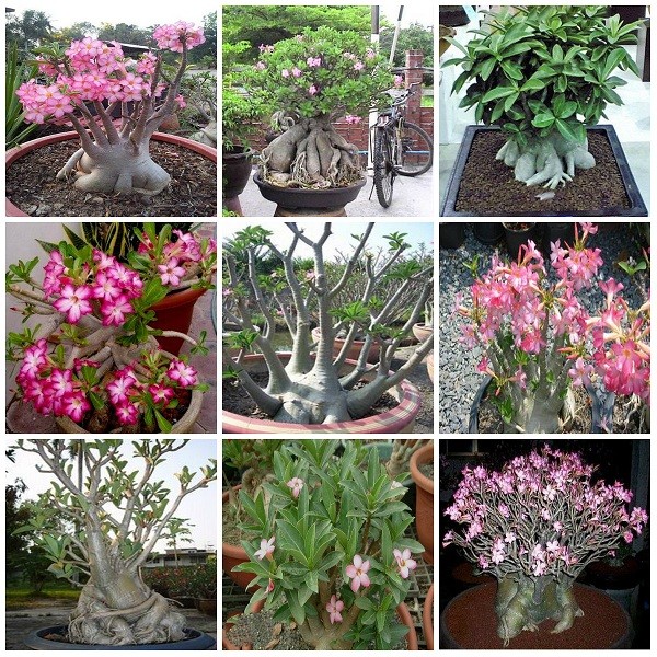 Adenium Arabicum Mix (набор семян)