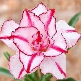 Adenium Obesum Triple Flower KING STRIPSE (семена)