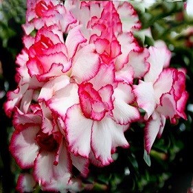 Adenium Obesum Triple Flower POSEIDON (семена)