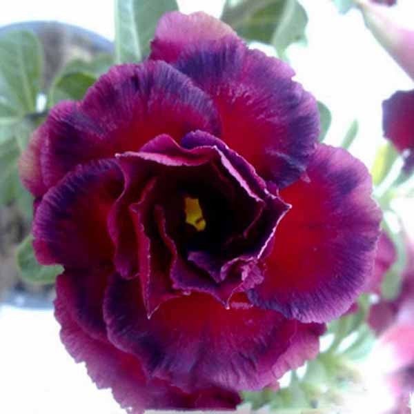 Adenium Obesum Triple Flower BLACK BEAUTY (семена)