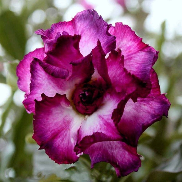 Adenium Obesum Quatro Flower KING MAGENTA (семена)