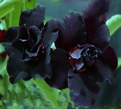Adenium Obesum Double Flower BLACK STEEL (семена)