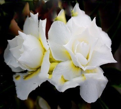 Adenium Obesum Triple Flower VANILLA ICE (семена)