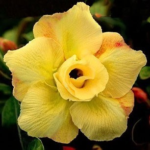 Adenium Obesum Double Flower YELLOW KING PARFUM (семена)