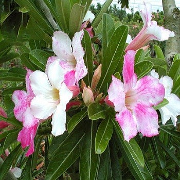 Adenium Obesum Desert Rose CHAMELEON (семена)