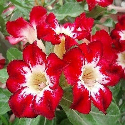 Adenium Obesum Desert Rose FLAME OF LOVE (семена)
