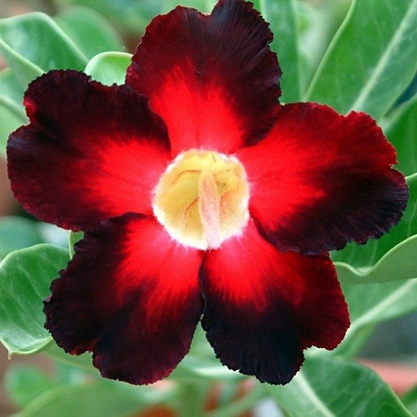 Adenium Obesum Desert Rose Apollo (семена)