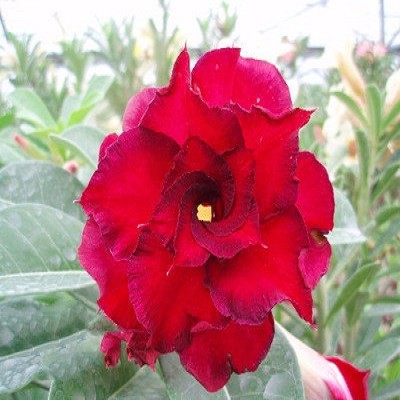 Adenium Obesum Triple Flower FIRE FENGHWANG (семена)