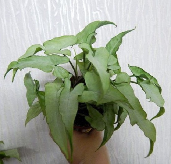 Сингониум NGIENGI LAIMA MUTATION (растение)