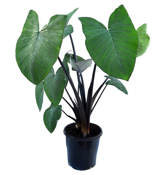 Ксантосома VIOLACEUM (растение)