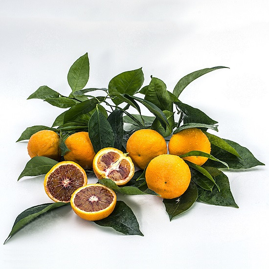 Апельсин Кровавый ПЕРНАМБУКО (растение)