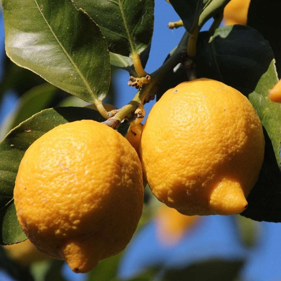 Лимон ВЕРНА (растение)