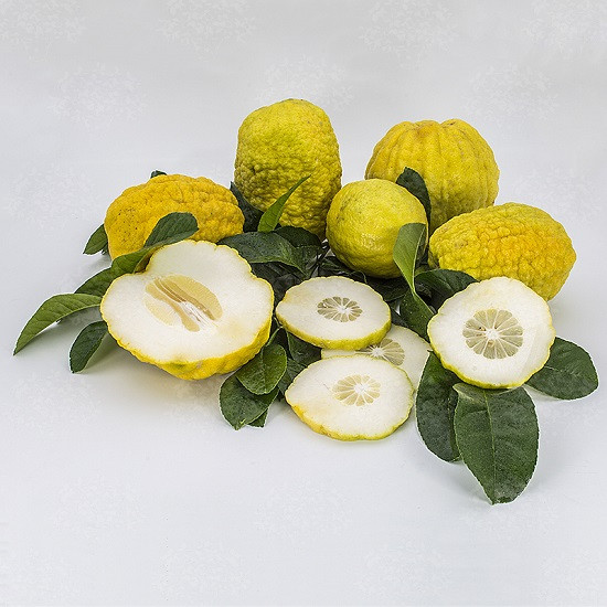 Лимон АМАЛЬФИ ПОНЦИНО (растение)