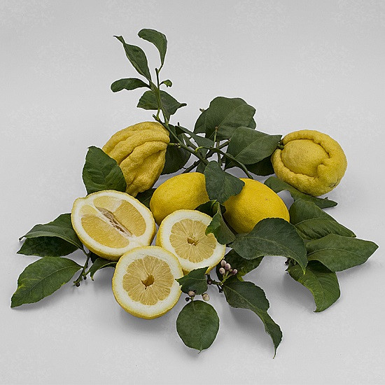 Лимон БИЗЗАРРО (растение)