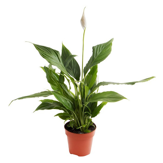 Спатифиллум АЛАНА (растение)