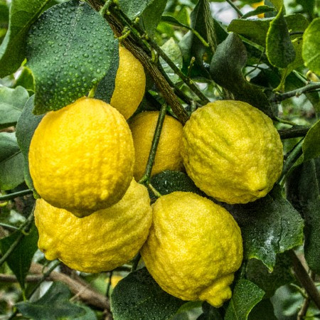 Лимон ХИМЕРА ЛУНАРИО (растение)