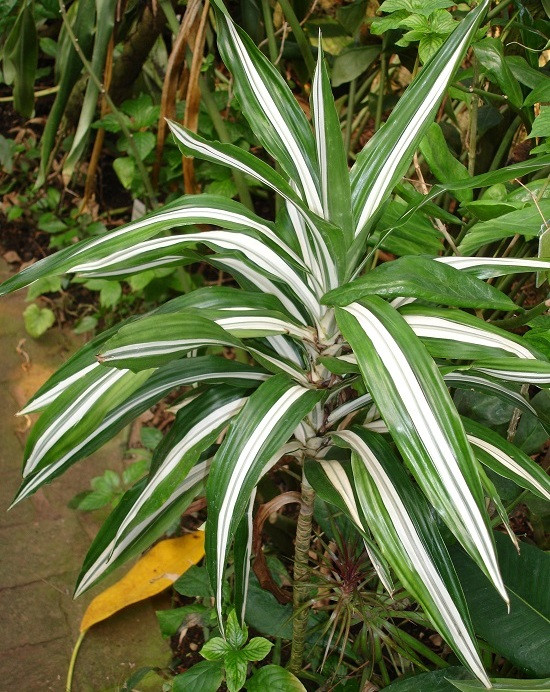 Драцена DEREMENSIS WARNECKII (растение)