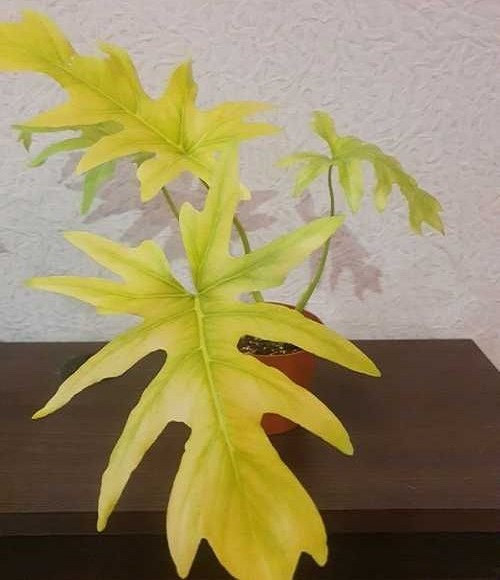 Филодендрон SELLOUM GOLD SATIN (растение)