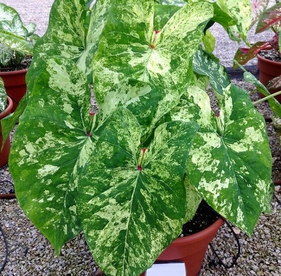 Каладиум FROG IN A BLENDER (растение)