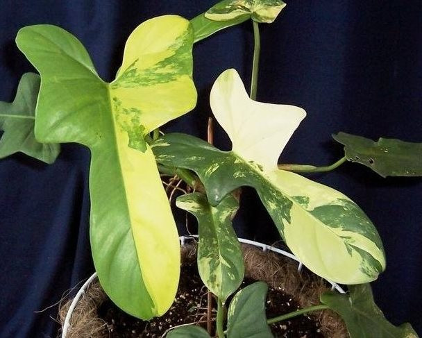 Филодендрон Вариегатный GOLDEN VIOLIN (растение)