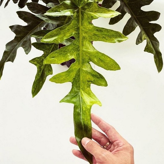 Филодендрон Вариегатный MAGNIFICUM (растение)