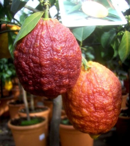 Лимон Красный КАНТОНСКИЙ (растение)