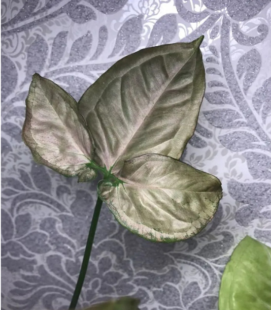 Сингониум PURPLE THAI (растение)