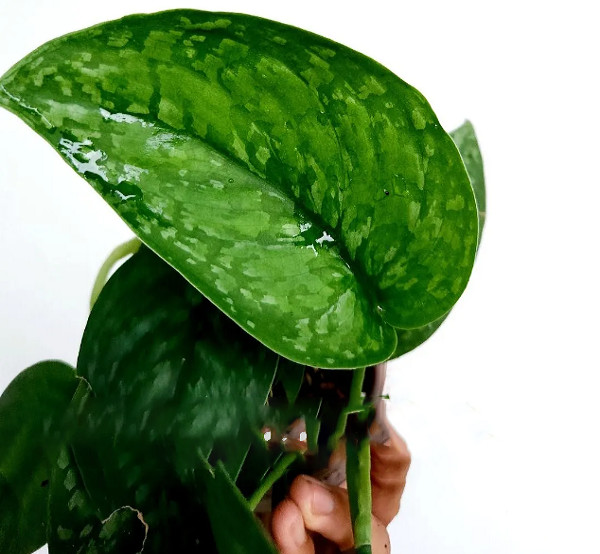 Сциндапсус GREEN SPLASH (растение)