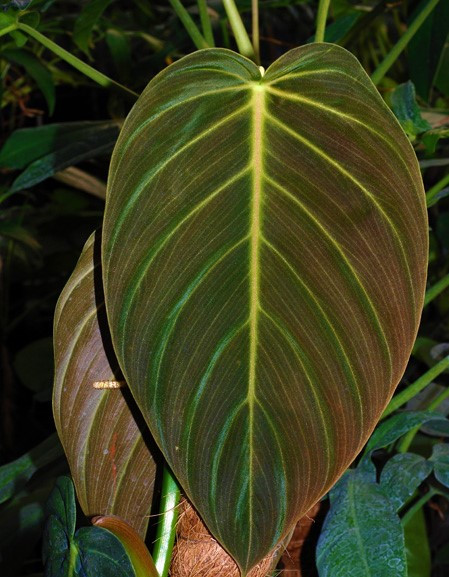 Филодендрон GIGAS (растение)