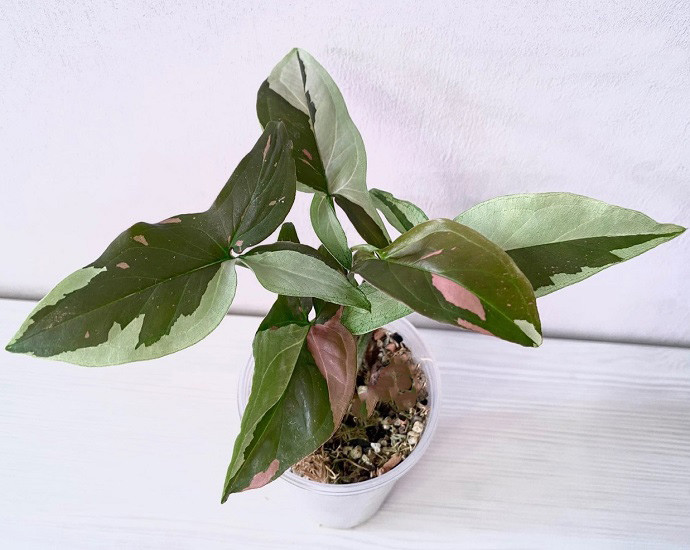 Сингониум RED SPOT TRICOLOR CHOCOLATE (растение)