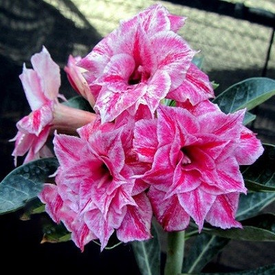 Adenium Obesum Triple Flower PARADISE DREAM KO-33 (семена)