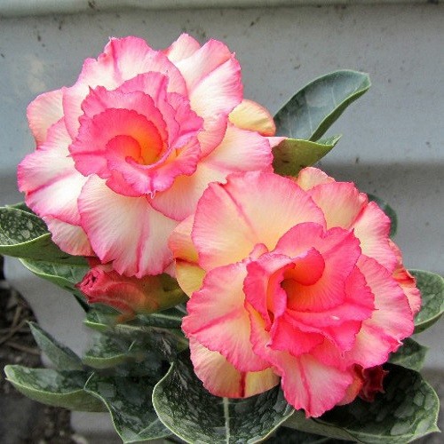 Adenium Obesum Triple Flower BLISSFUL LULLABY KO-06 (семена)