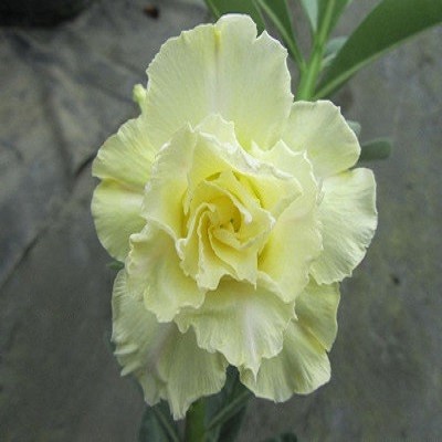 Adenium Obesum Triple Flower Lemon Blonde KO-41(семена)