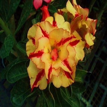 Adenium Obesum Triple Flower Yellow Sensation KO-37 (семена)