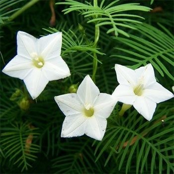 Ipomoea Quamoclit ALBA или Ипомея Квамоклит (семена)